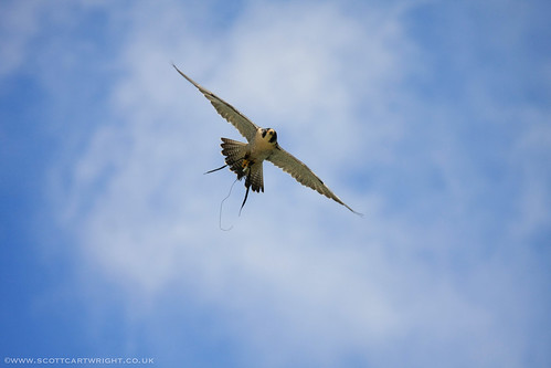 Merlin Falcon In Flight