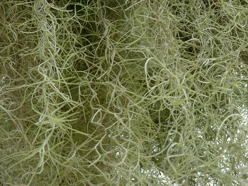 Spanish Moss | Close up photo of spanish moss. | Kelley ...