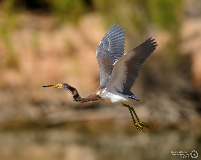 Tricolor Heron on the wing