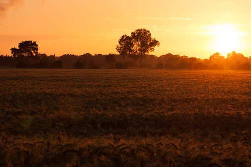 Fields of Gold by DaleCooper80, acker thedinghausen