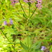 Flickr photo 'Centaurium erythraea ssp erythraea Rafn /  centaurea.' by: chemazgz.