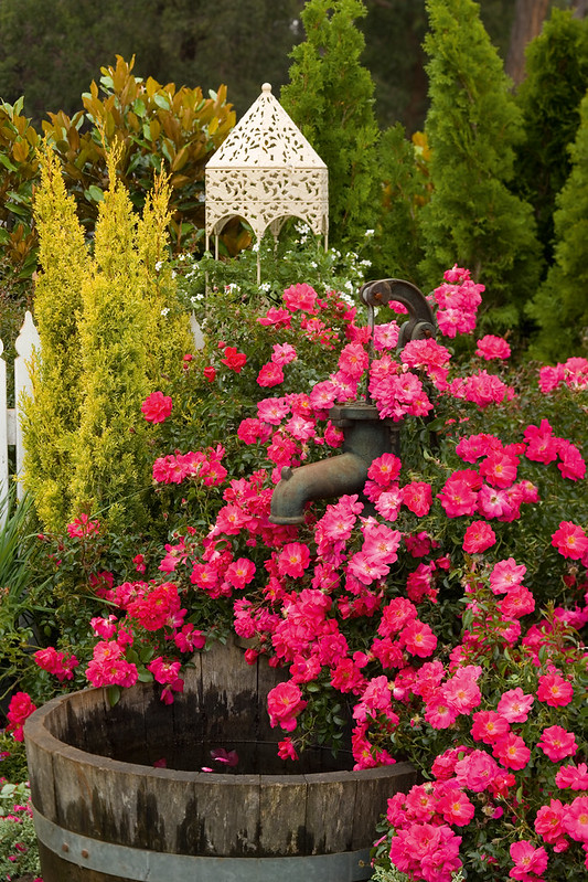 Flower Carpet® Rose Photos | Flickr
