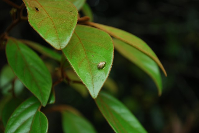 Leaf Beetle on Hairy Walnut