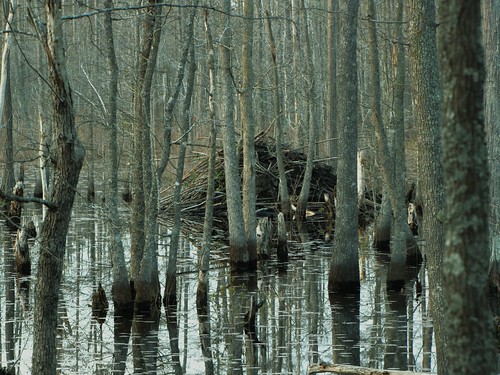 cumberlandcounty northcarolina beaver beaverpond wetland swamp johnmcmillanroad councilroad greenspringsroad greensprings mcmillan robesoncounty gerrydincher