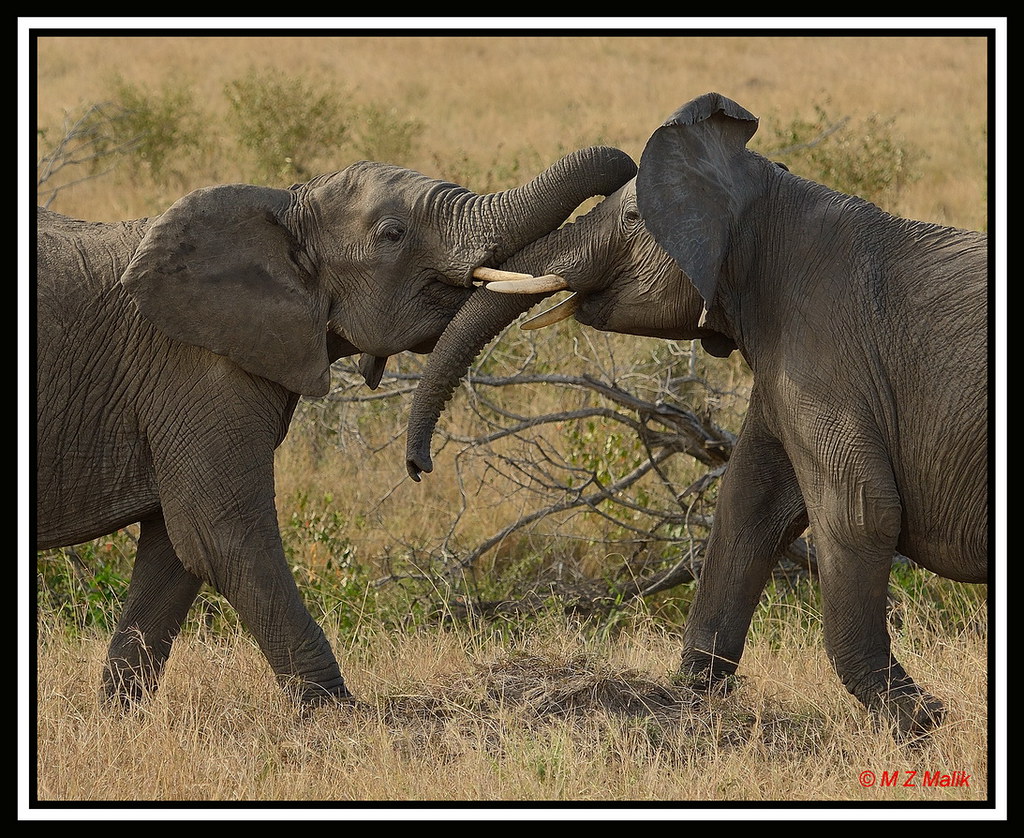 AFRICAN ELEPHANTS (Loxodonta africana) (3).....MASAI MARA....OCT 2012