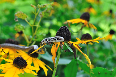 photo of a juvenile Black Racer on a yellow flower