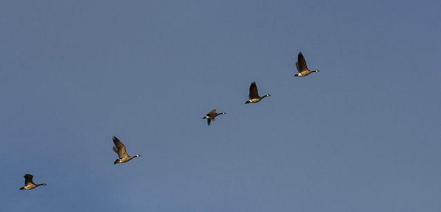 Colorado 2012 - Canadian geese in Bittersweet park