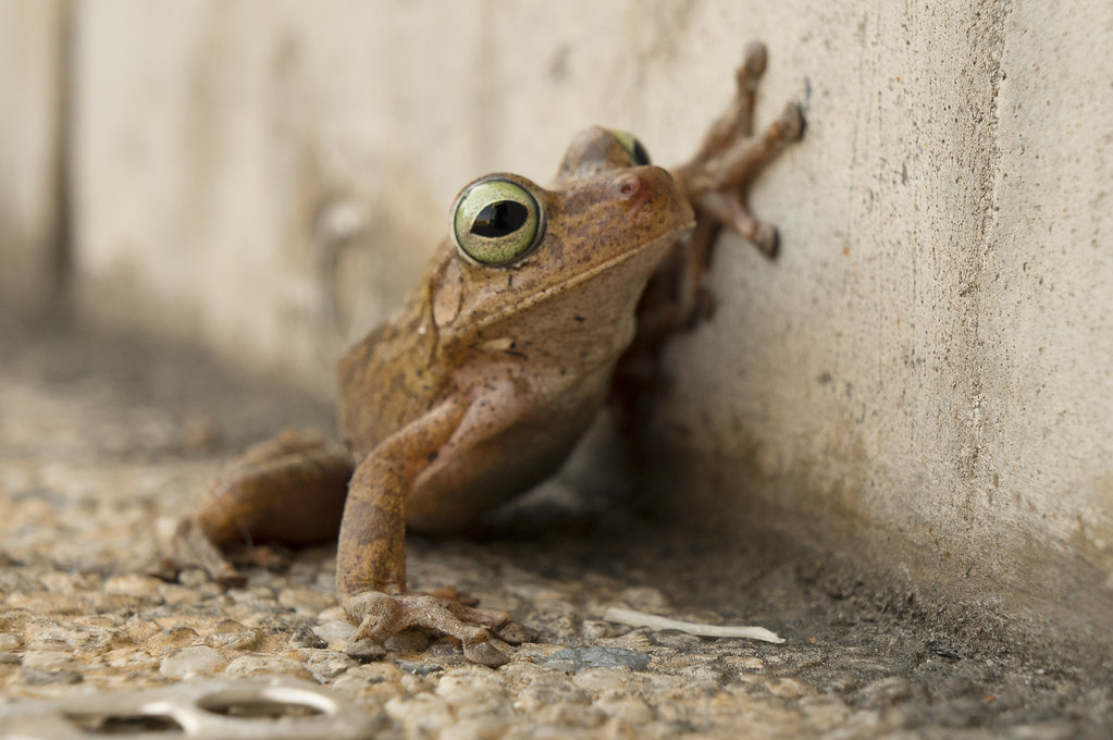 Little frog (Hypsiboas crepitans)