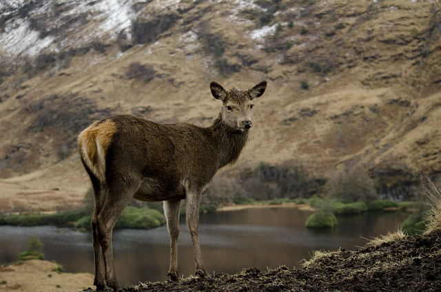Glen Etive Deer - Scottish Highlands (Set)