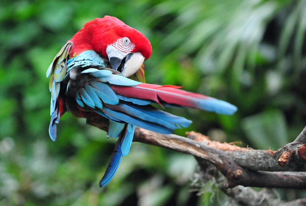 Scarlet Macaw   - Most Beautiful Birds in the worlds