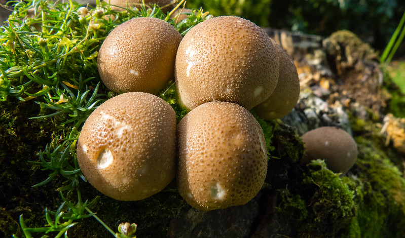 Group of tiny puffballs