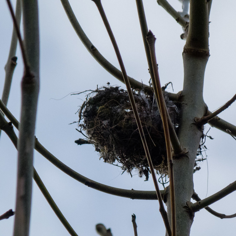 Wren's nest