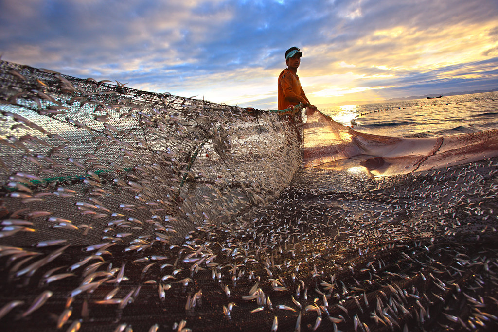 #10 Fishing at Saint Martin Island