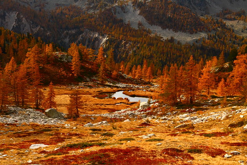 mercantour lake fremamorte nature tree autumn mountain