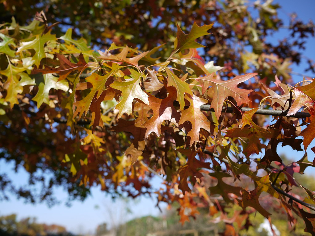 pin oak tree Leaves - Pin Oak Trees: A Guide to Identifying and Growing this Oak Tree