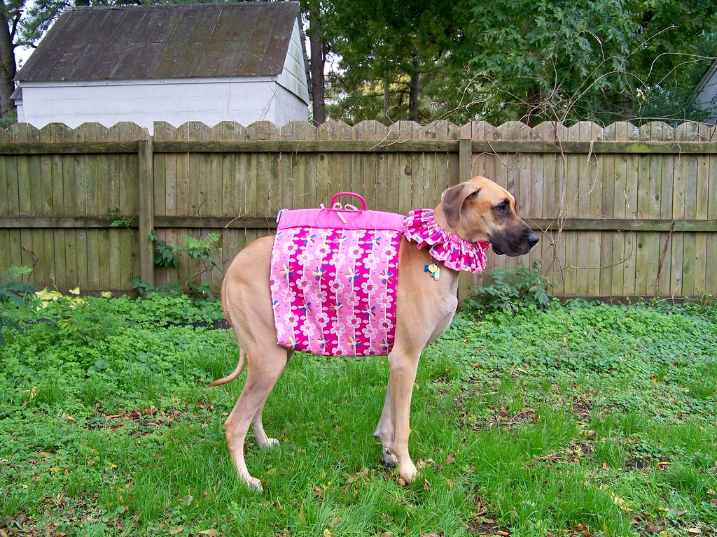 Purse Dog Costume! | Terms of Use: Please consider linking d… | Flickr