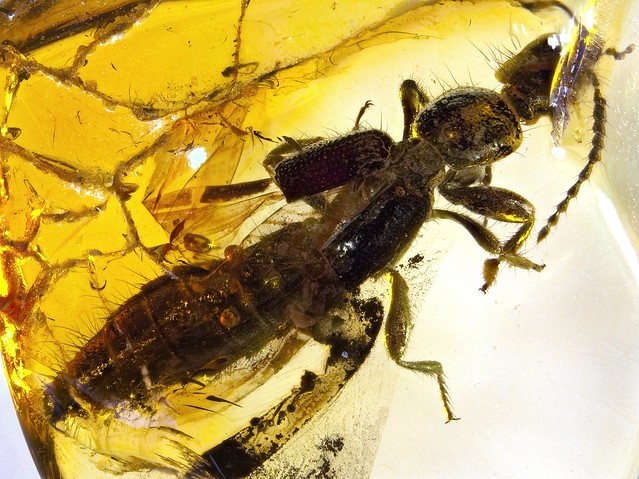 Baltic amber (45 myo) - rare rove beetle (Staphylinidae,  Paederinae)