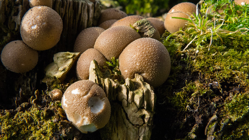 Group of tiny puffballs