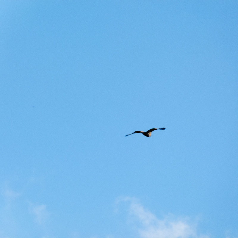 Buzzard soaring