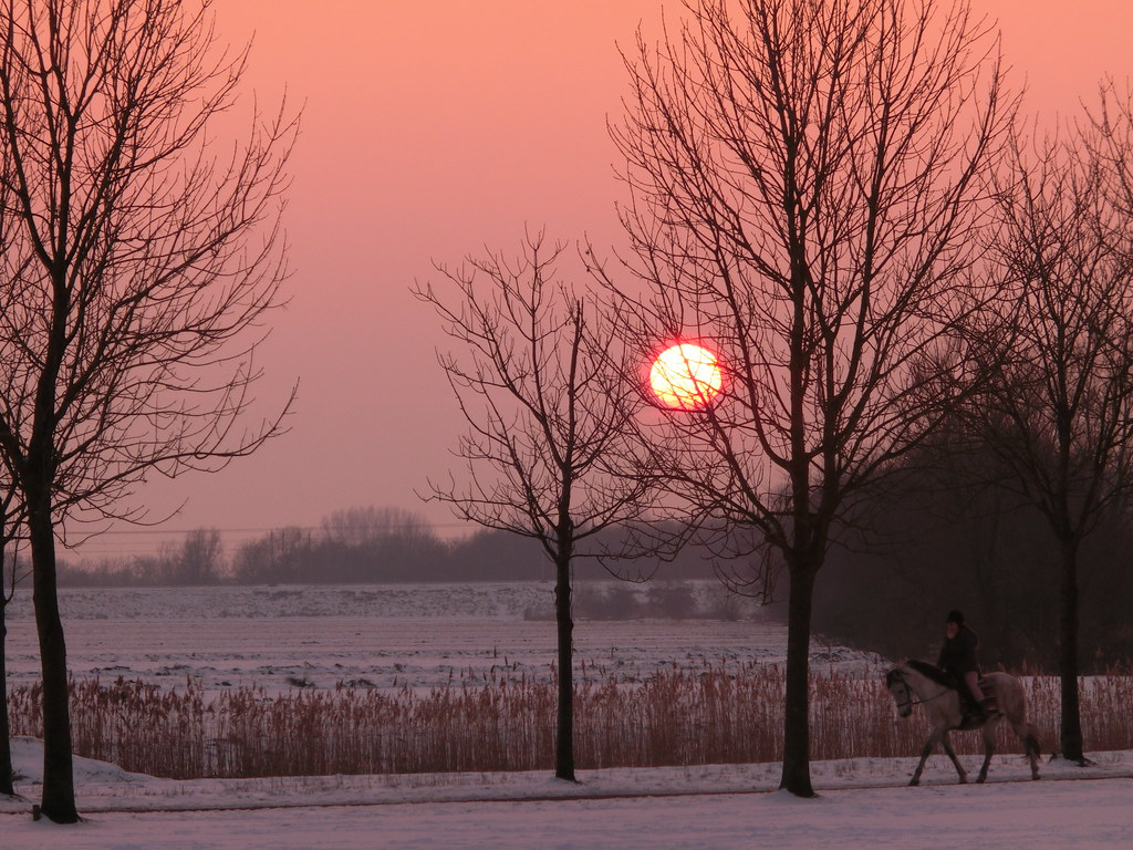 20130122-horse sunset snow | dave amsterdam | Flickr