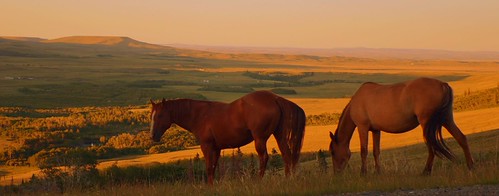 Horses at sunset. East Glacier Montana. by cepek.jeff, 