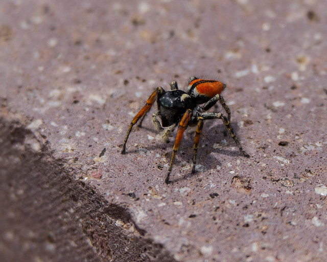 Spider jumping spider Philaeus chrysops Kavaki Lesvos 10/05/16
