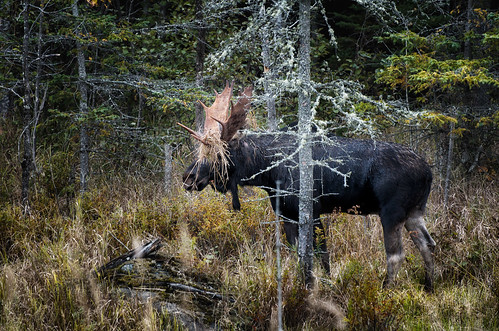 travel autumn fall me forest landscape woods wildlife maine newengland moose bullmoose eustis flagstafflake howtohide