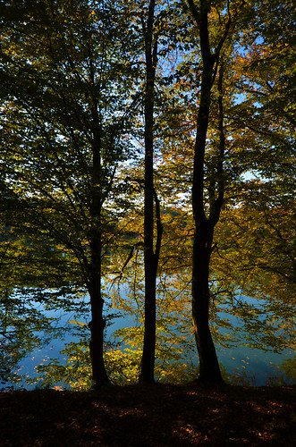 trees lake reflection lago nikon árboles europa europe hungary budapest streetphotography lagoon reflejo laguna nikkor f4 easterneurope magyarorszag hungría 1635 europadeleste documentaryphotography fotografíadocumental d7000 fotografíacallejera 1635f4 nikond7000 nikon1635f4 nikkor1635f4