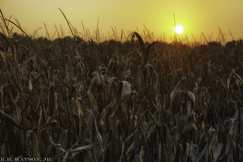 sunset sun corn farm dry stalk