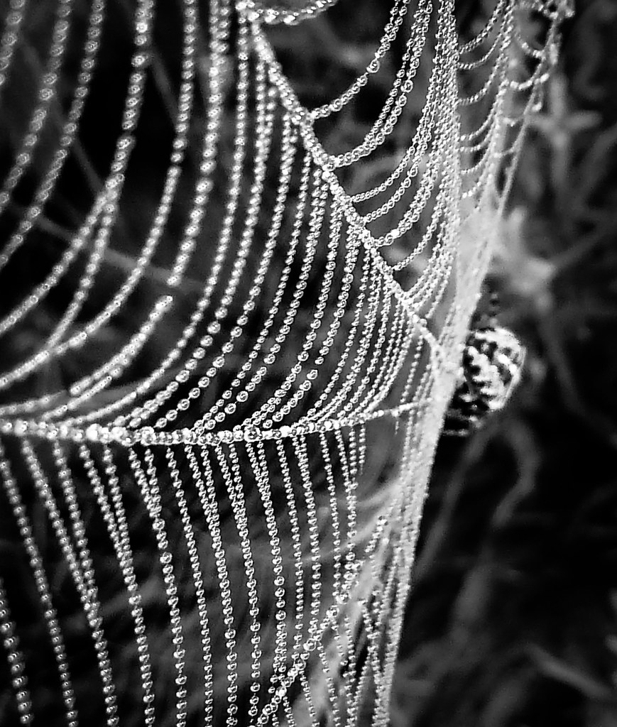 Web and spider
