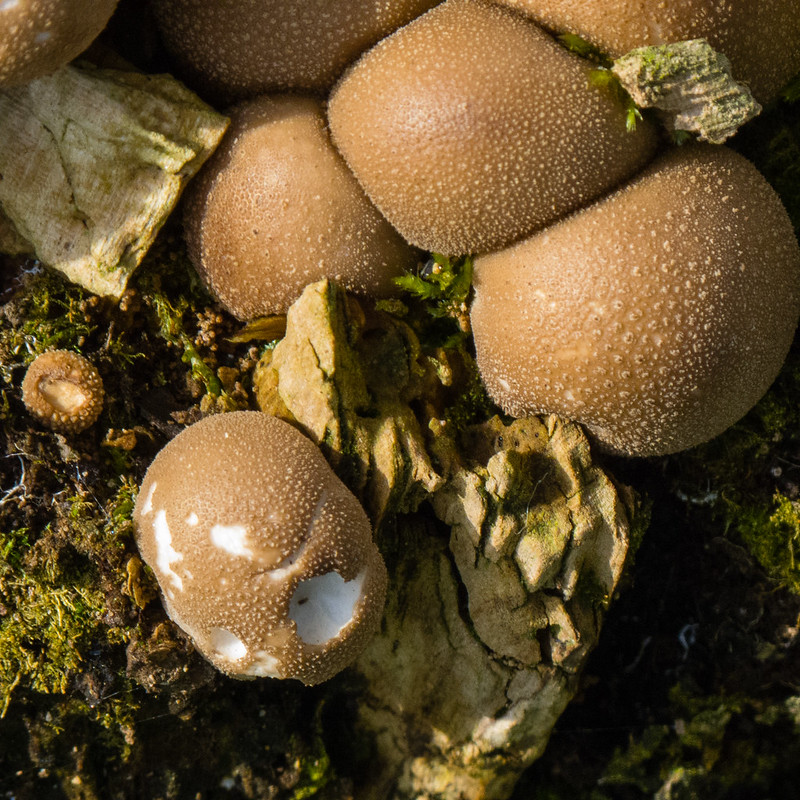 Group of tiny puffballs