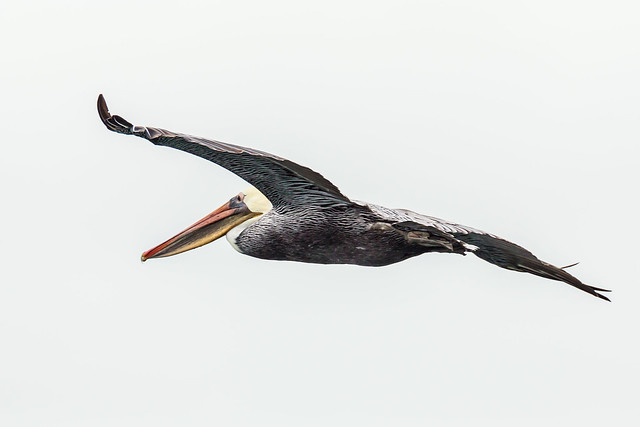 Nonbreeding Adult Brown Pelican in Flight over Grays Harbor, Washington
