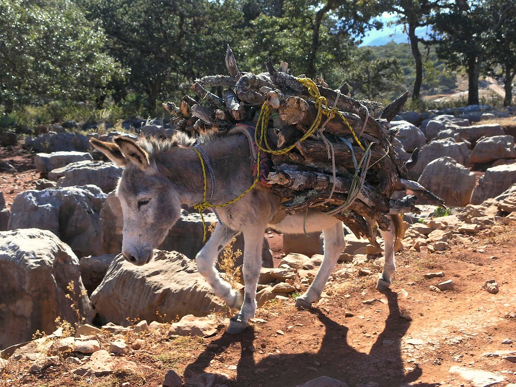 Burro cargando leÃ±a - Burro carrying firewood; entre La Paz y Guadalupe Hid...