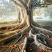 SuperTreeFlickr by Zu Sanchez
