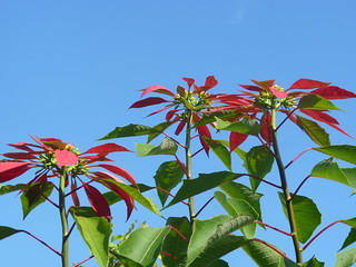 Stella Di Natale Wikipedia.Euphorbia Pulcherrima Stelle Di Natale Euphorbia Pulcher Flickr