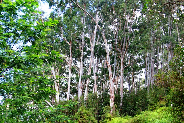 View From the Kuilau Ridge Trail in Kauai, Hawaii