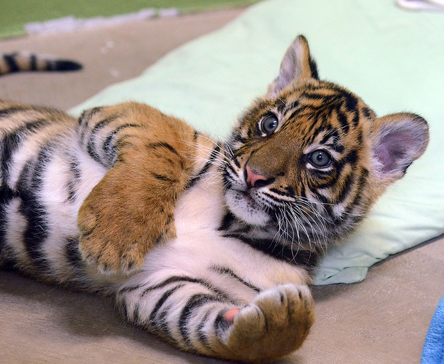 tiger cub 3490