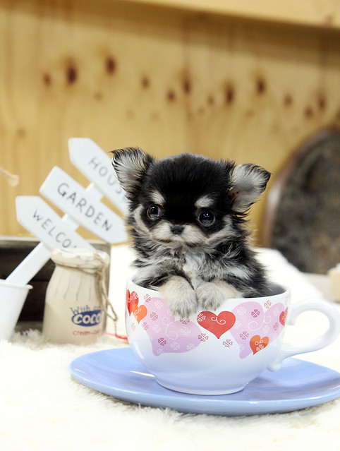 Top quality long hair teacup chihuahua puppy