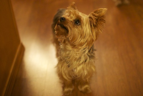 Yorkshire Terrier 1 | by hj_west