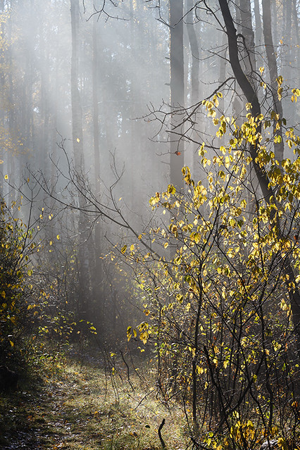 Morning sunlight in the autumn forest