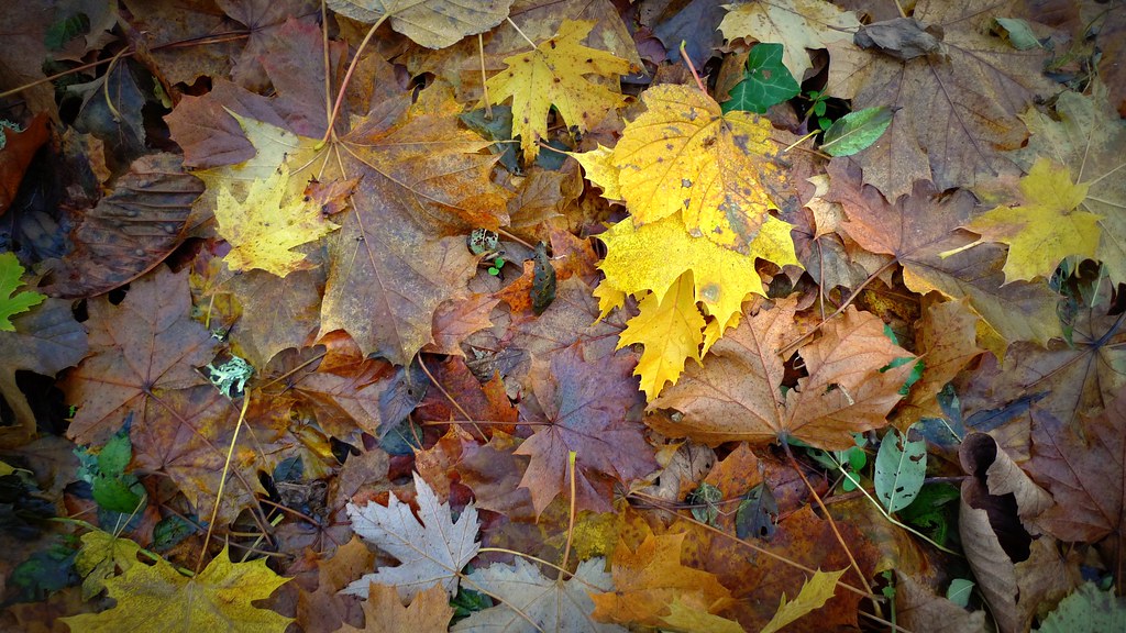 Autumn Leaves | Henry Burrows | Flickr
