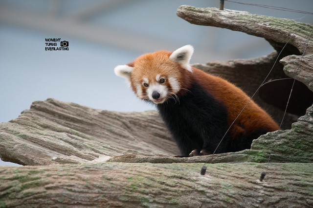 Singapore Zoo - Red Panda60 copy
