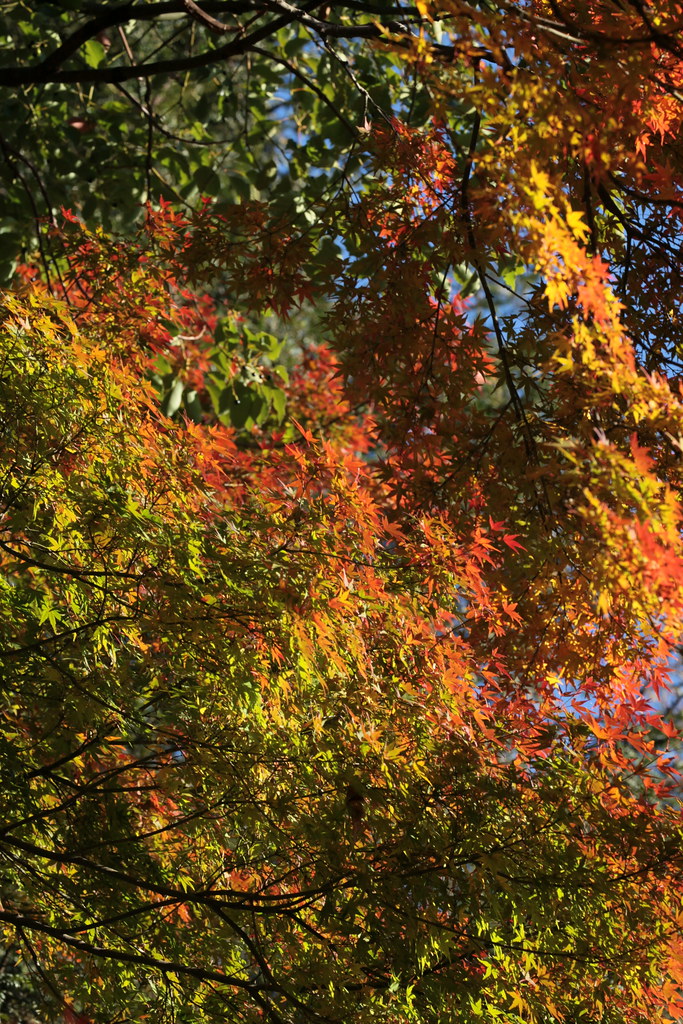 上野公園の紅葉 上野公園の紅葉 Red Yellow Leaves Ueno Park Tokyo Eiichi Kimura Flickr
