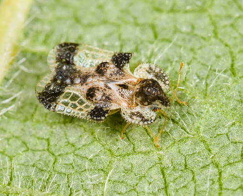 hemiptera heteroptera miroidea insect nearctic edmonton alberta canada