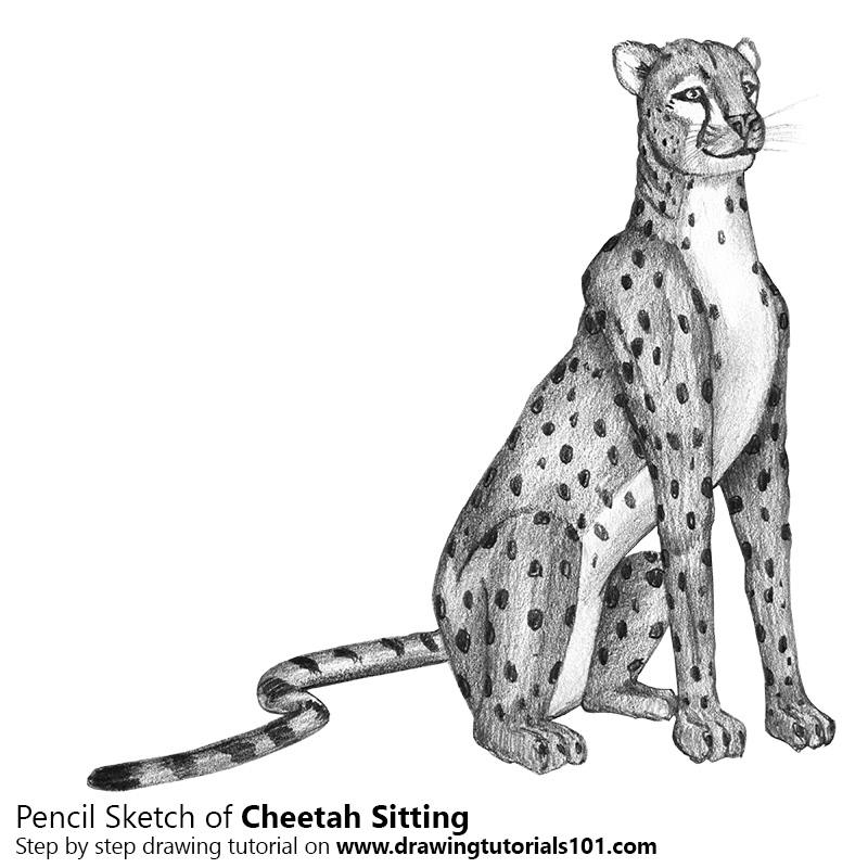 How to Draw a Cheetah Sitting with Pencils [Time Lapse] Ch… | Flickr