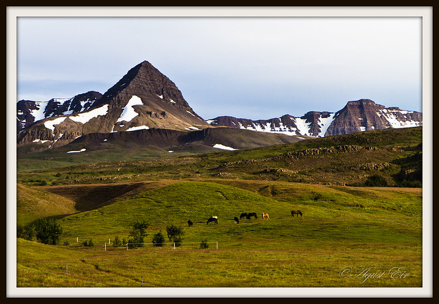 Mt.Skessuhorn and icelandic horses