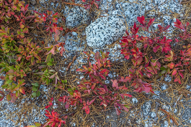Huckleberry Leaves and Larch Needles atop Granite in The Enchantments