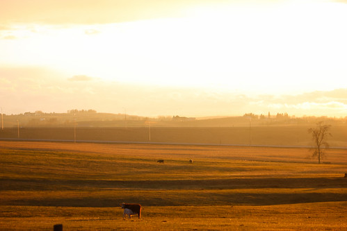 Contours by Ayrcan, sunset canada calgary rural gold golden countryside farm country alberta fields northamerica