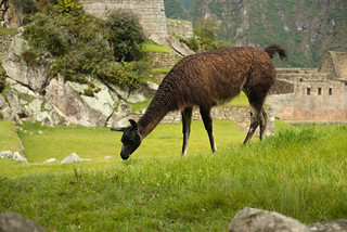 Peru - Week2-42 | Chris Jackson | Flickr