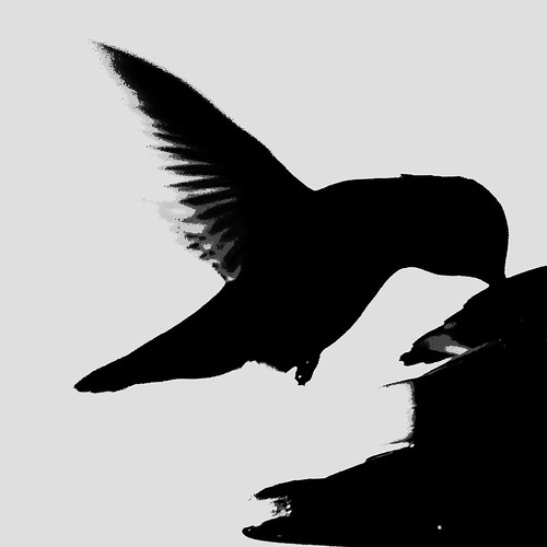 Hummingbird at Sunset by Ramona Pioneer Girl, blackandwhite hummingbird ramonacalifornia silhouette hummingbirds bird birds bif birdinflight natur